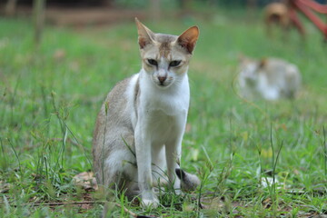 Village Desi CAT HD Image