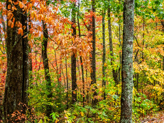 Fall color in the trees in the Blue Ridge Mountains in north Georgia