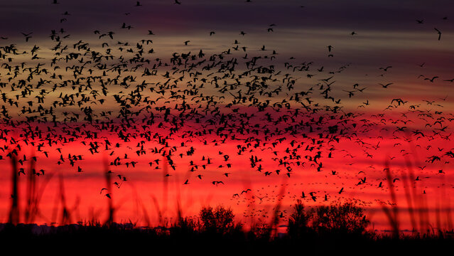 Grupo de moritos comunes en vuelo al amanecer