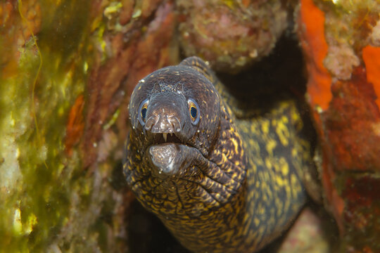 Guardian of the Cave: Dramatic portrait of the Muraena helena (Mediterranean Moray), peering menacingly from its dark crevice on the reef