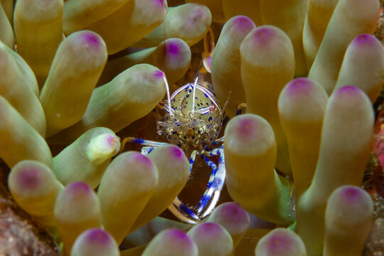 Tentacle Sanctuary: Detailed view of the translucent Periclimenes aegylios shrimp, safely nestled among the protective tentacles of its host sea anemone