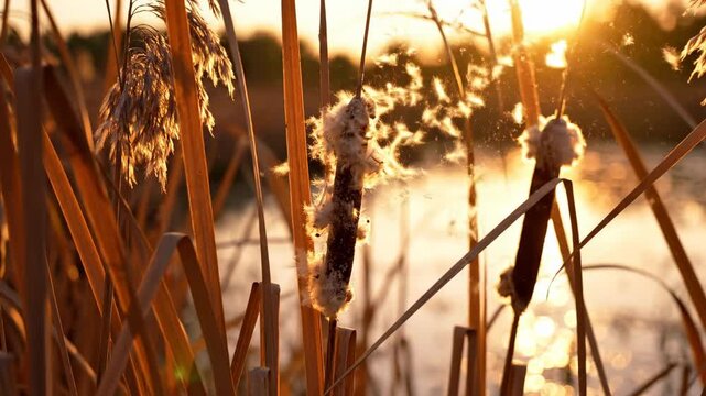 Extreme close up cinematic shot of dried amber reeds and cattails rustling gently in a marsh field during late afternoon golden hour light stalks, backdrop, serene