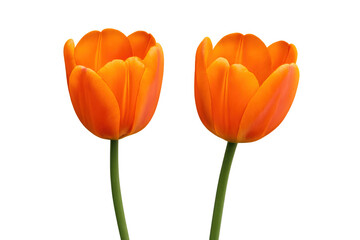 Two vibrant orange tulips showcasing natural beauty and fresh spring bloom, isolated with transparent background
