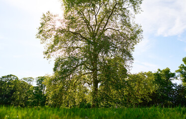 Solitary Tree Standing Tall in a Sunlit Green Meadow under Blue Sky