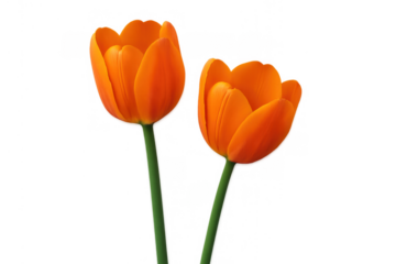 Two vibrant orange tulips with green stems blooming, isolated on a transparent background, symbolizing spring, nature, and beauty