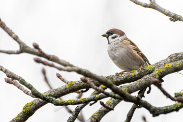 sparrow on branch