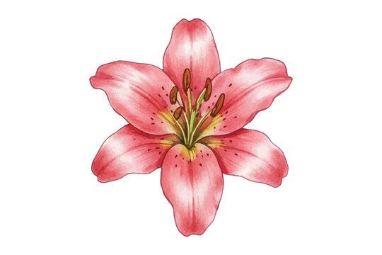 Detailed watercolor pink lily with speckled petals and elegant anatomy. Perfect for botanical art, decor, packaging, and floral-themed designs. Graceful, vibrant, and artistically rendered.