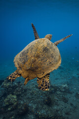 Sea turtle glides in blue sea. Turtle swim underwater