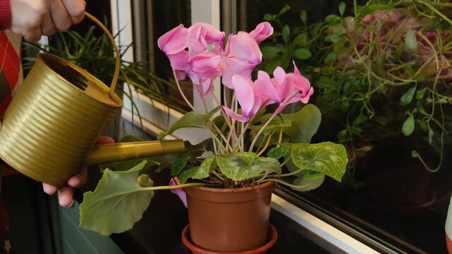 Hands watering cyclamen indoor plant from watering can. Home gardening hobby.
