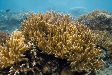 Underwater scene with living corals in tropical ocean