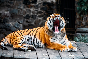 A Bengal tiger lounges on a wooden platform, mouth wide open in a dramatic yawn. Natural stone backdrop and greenery evoke zoo or wildlife park settings, highlighting power and calm in one moment.