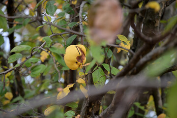 Fruit of chinese quince, on the branch