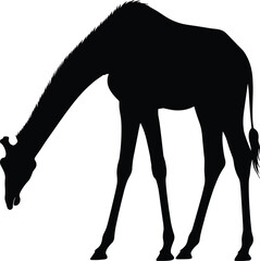 Grazing Giraffe Silhouette – Isolated on Transparent Background Black Wildlife Vector Illustration