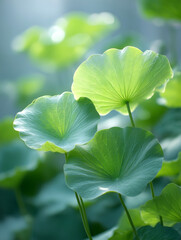 Minimal early-summer scene with a few fresh green lotus leaves glowing in warm sunlight.