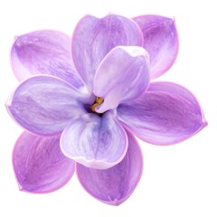 Obraz premium Close-up of a lilac blossom in shades of lavender and purple against a pure white background. The petals show delicate textures