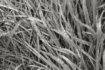 morning dew on blades of grass background color of 2026 year cloud white