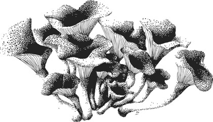 Fototapeta premium Chanterelle mushrooms sketch hand drawn cluster with detailed gills and caps. Vector illustration