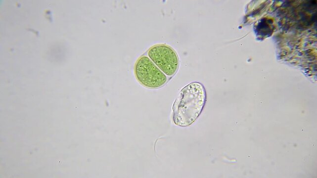 Dividing cyanobacterium with a flagellated unicellular organism and another flagellated microbe swimming nearby at 2000x brightfield oil-immersion microscopy.