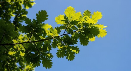 Fototapeta premium Sunlit green oak leaves against a clear blue sky