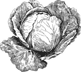 Cabbage sketch hand drawn botanical vegetable with detailed leaves. Vector illustration