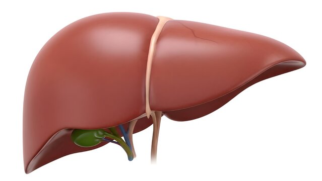 liver, human liver, liver organ, anatomy liver, internal organ, medical model, liver anatomy, digestive organ, healthy liver, liver isolated, organ illustration, biology organ, medical education, anat