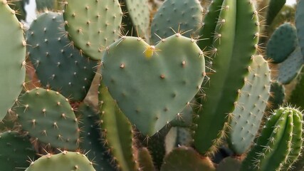 Close-up of a heart-shaped cactus pad surrounded by other cactus plants, highlighting nature's unique formations and desert flora