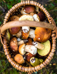 A basket full of mushrooms