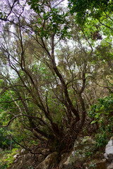 Ancient Canarian laurel tree in Anaga forest