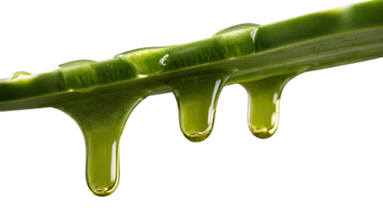 Stretch drop of fresh juice leaking from sliced aloe vera stalks isolated on white background macro botanical texture
