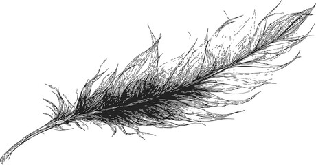 Obraz premium Feather sketch hand drawn detailed single feather with rough texture. Vector illustration