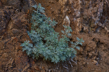 Canarian lavender growing on volcanic rock Anaga