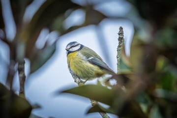 Close up of a Blue Tit (Cyanistes caeruleus) perched on the branch of a tree in France