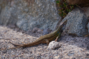 Canarian lizard with two tails on volcanic rock
