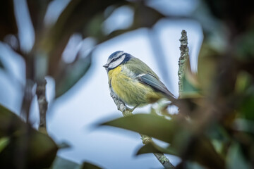 Close up of a Great Tit (Parus Major) perched on the branch of a tree in France