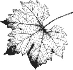 Obraz premium Grape leaf sketch hand drawn detailed botanical foliage with veins. Vector illustration