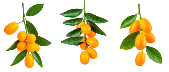 Fresh Kumquats With Green Leaves on Transparent Background