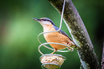 Nuthatch bird (Sitta europaea) perched on a bird feeder hanging from a tree in the Dordogne region of France