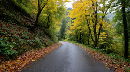 Curvy road surrounded by autumn leaves forest landscape photography, serene environment, wide angle perspective, nature's beauty showcase, fall foliage corridor, seasonal woodland