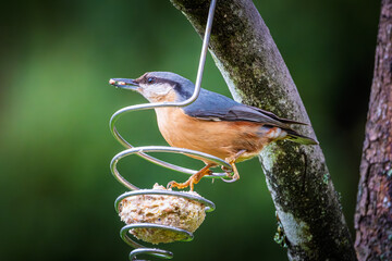 Nuthatch bird (Sitta europaea) perched on a bird feeder hanging from a tree in the Dordogne region of France