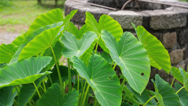 Lush, vibrant green Elephant Ear (Taro) leaves growing beside an old stone well. Tropical nature and rustic garden setting.