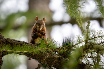 Obraz premium Close-up of a brown Eurasian red squirrel (Sciurus vulgaris) perched on a pine branch in a forest. The wild animal looks directly at the camera, framed by green needles and a soft, bright background. 