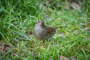 Close up of a Dunnock (Prunella modularis) looking towards the camera on the ground in France