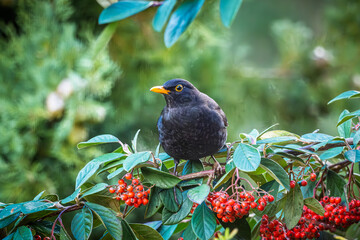 Close up of a male Blackbird (Turdus merula) perched on a branch full of red berries in a garden in France
