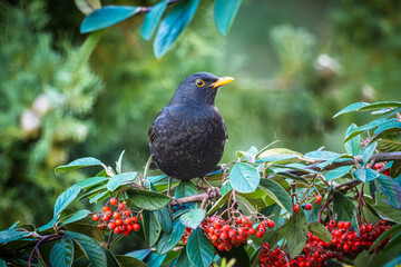 Close up of a male Blackbird (Turdus merula) perched on a branch full of red berries in a garden in France