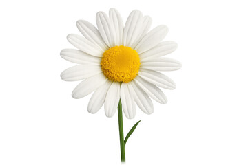 White daisy flower blooming with yellow center, capturing vibrant spring nature isolated on transparent background