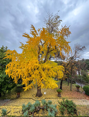 Autumnal view of a specimen of Ginkgo biloba, commonly known as maidenhair tree.