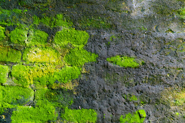 Texture of an old, damp, dark stone wall covered extensively in vibrant bright green and yellow moss and lichen.