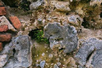 A dark, irregular stone surface or wall texture with a small, struggling green plant growing out of a crevice.