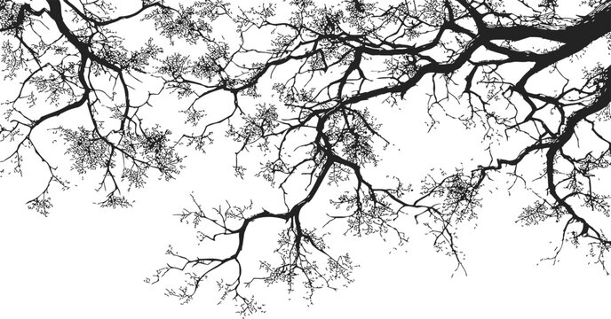 Tree branches silhouette sketch, hand drawn style with intricate twigs and sparse leaves. Vector illustration