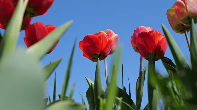 Beautiful red tulips in a spring garden against a blue sky